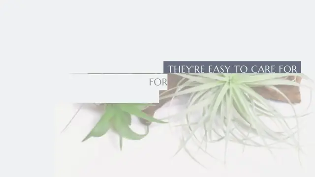Video thumbnail for Air plants are the perfect plants for busy gardeners 🌱