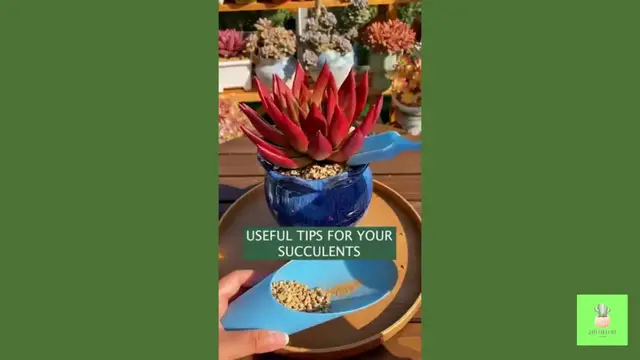 'Video thumbnail for How to take care succulents Repotting, Propagate, Water and Other Tips '