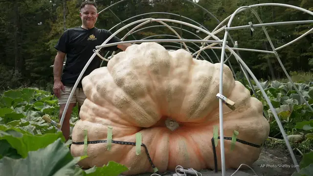 'Video thumbnail for Pumpkin pros battle for gourd glory — What’s their secret?'