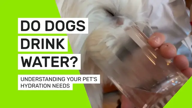 Video thumbnail for Do dogs drink water