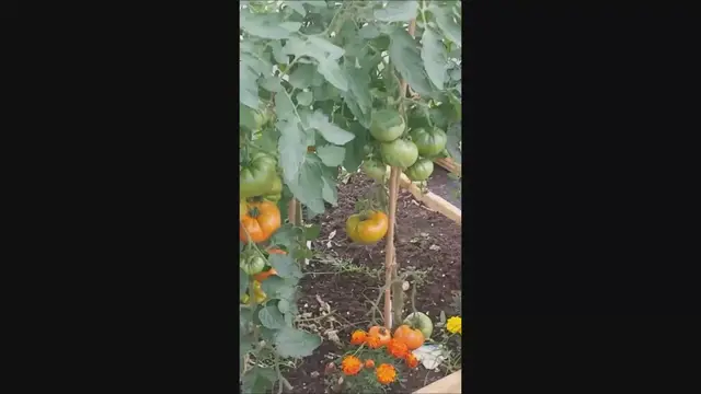 'Video thumbnail for Growing Tomatoes Indoors'