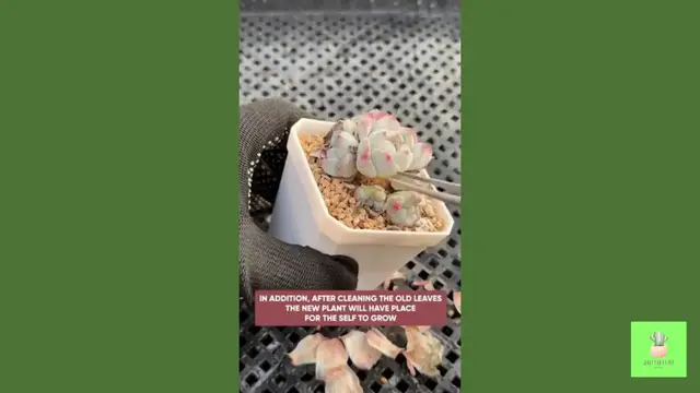 'Video thumbnail for I Tried the 5 Minute Succulent Trick for 30 Days Here's What Happened '