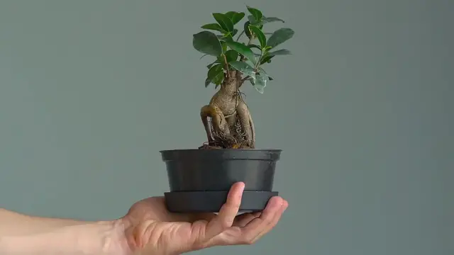 Video thumbnail for Growing Bonsai Indoors