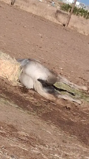 Video thumbnail for 1000000948