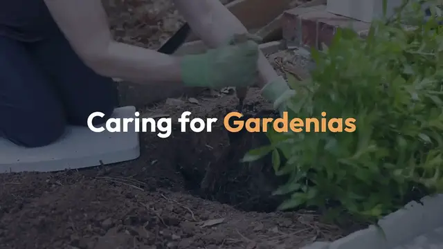 Video thumbnail for Caring for Gardenias
