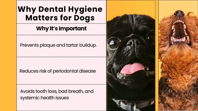 'Video thumbnail for cleaning dog's teeth at home'