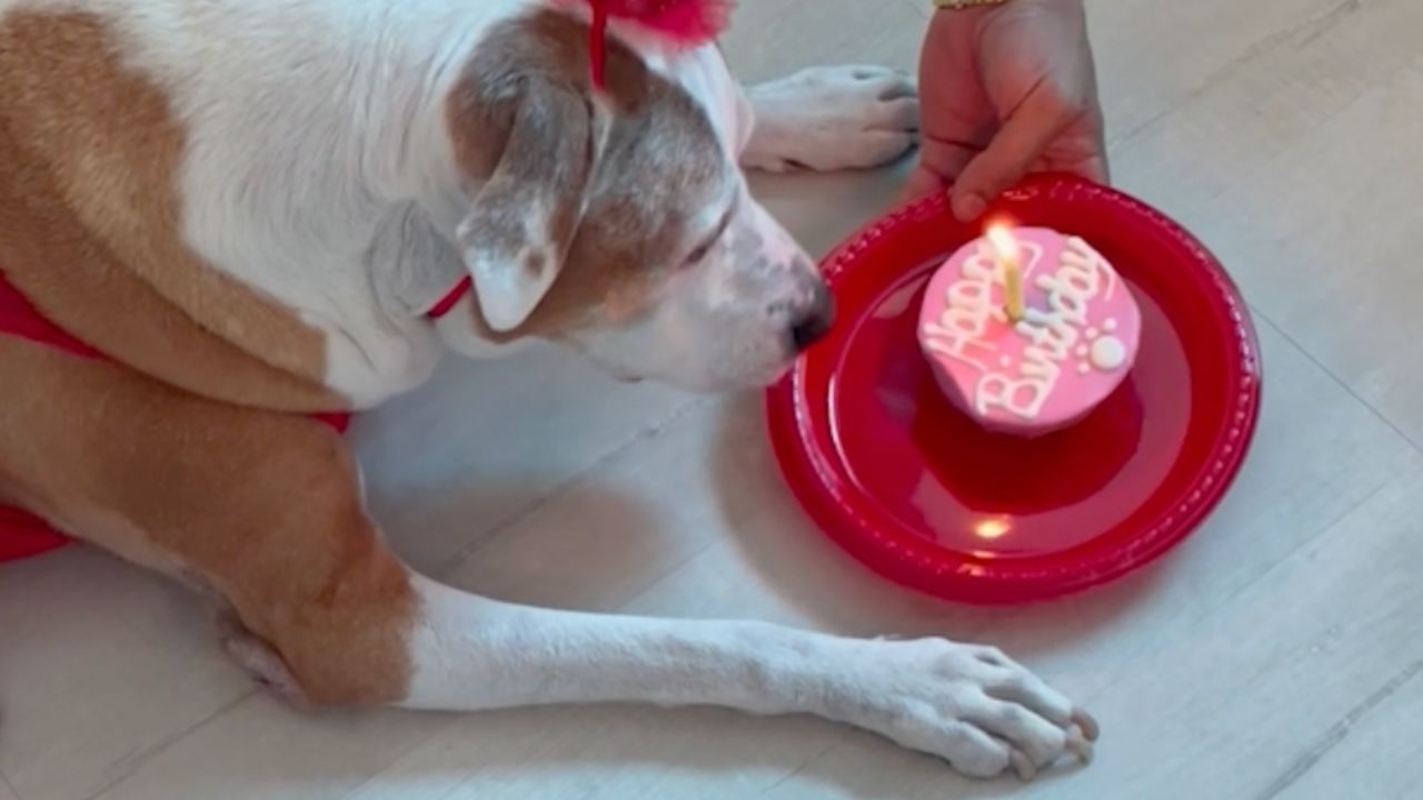 Video thumbnail for Family Throws 14yo Sick Dog Quinceañera So She Doesn't Leave Earth Without One