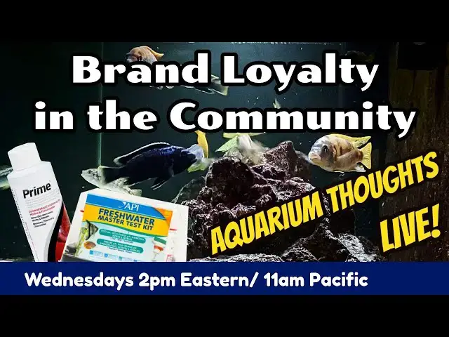 Video thumbnail for Brand Loyalty in the Fishkeeping Community - Aquarium Thoughts LIVE! #2014