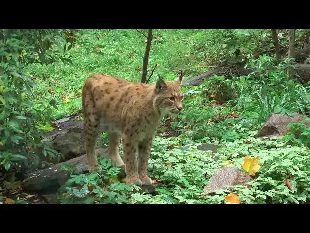 Video thumbnail for Tiger   Cheetah   lynx   Leopard   Big Cats