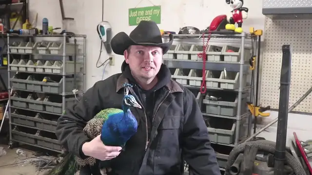 Video thumbnail for Peacock Who Lost Foot Saved By 3D Printed Limb | Happily TV
