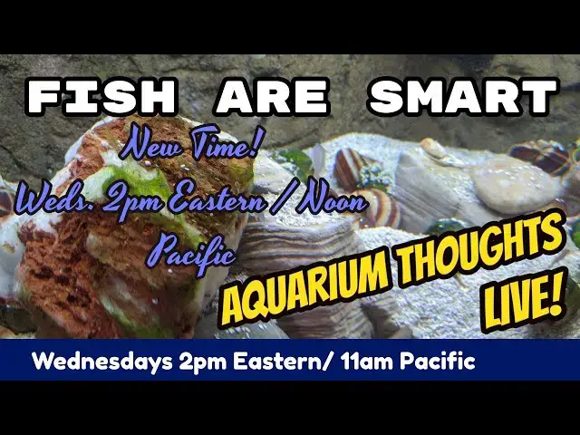 Video thumbnail for Fish are Smart - Aquarium Thoughs LIVE! #2006