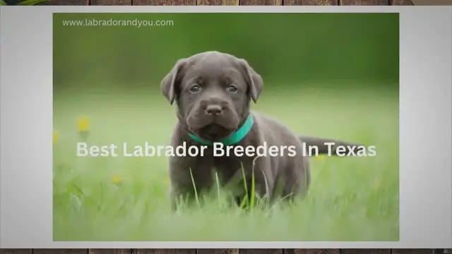 Video thumbnail for 12 Best Labrador Breeders In Texas In 2023 (Trusted)
