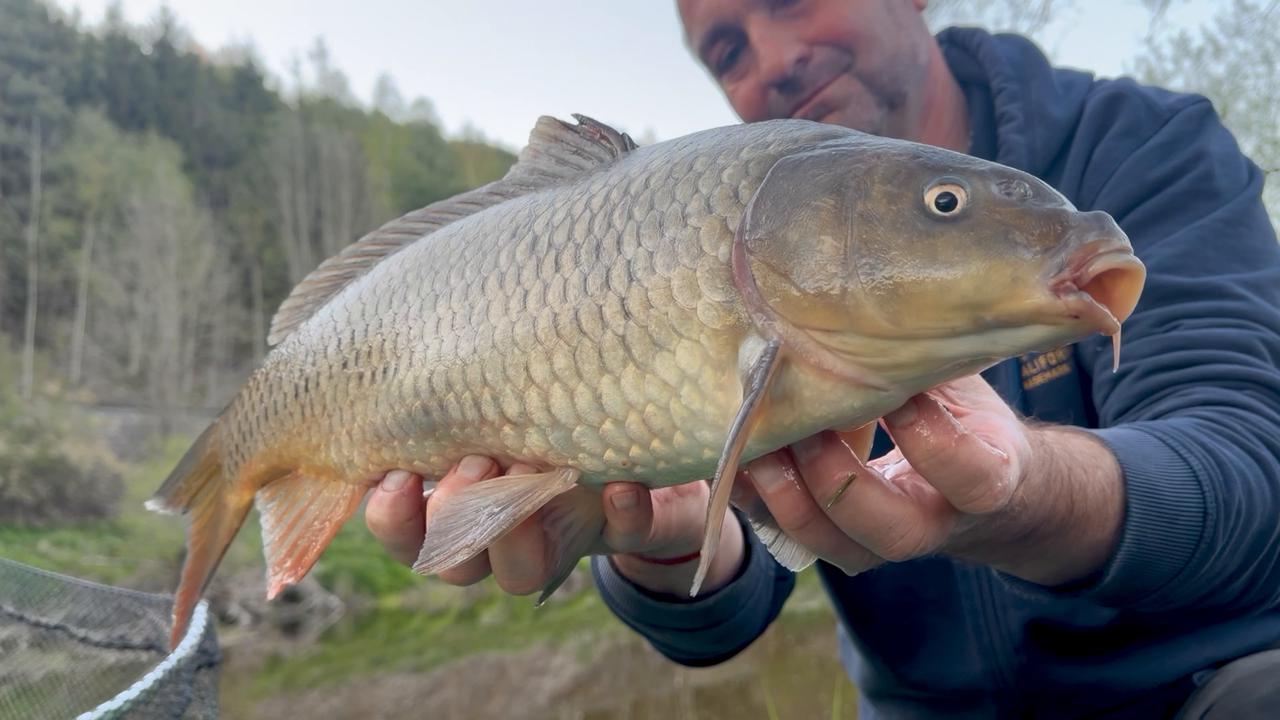 Video thumbnail for Meowing Carp Catch