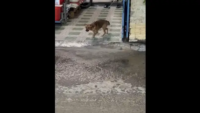 Video thumbnail for Dog Struggles to Move While Tied Near Binh Hung Hoa B Bridge, Ho Chi Minh City