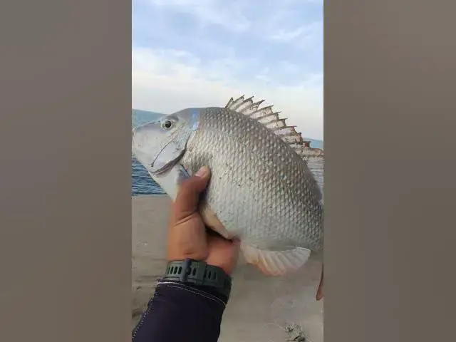 Video thumbnail for #ماهي #صيد_السمك_أخلاق_ذوق_محبه_نفوس_صافيه