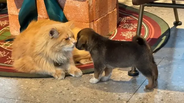 Video thumbnail for First Cuddle: Cat and Puppy Meet in Zhejiang