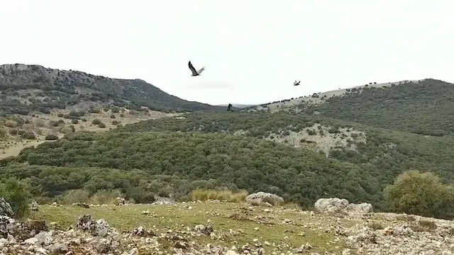 Video thumbnail for Griffon Vultures Are Awesome! [Mobile Video]