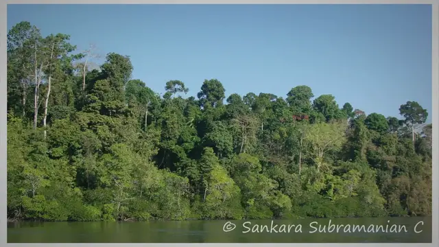 Video thumbnail for Tropical Rainforest Climate Change: Unveiling the Grim Reality of Climate Change on Tropical Rainforests