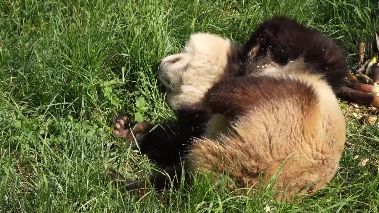 Video thumbnail for China: Giant panda turns snack time into fun time.