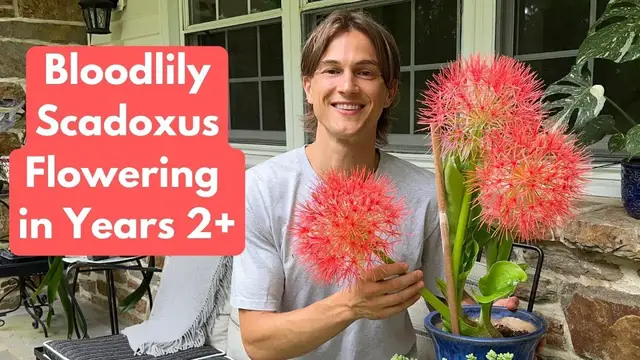 Video thumbnail for Bloodlily Scadoxus Flowering in Years 2+ (Starfire Lily)