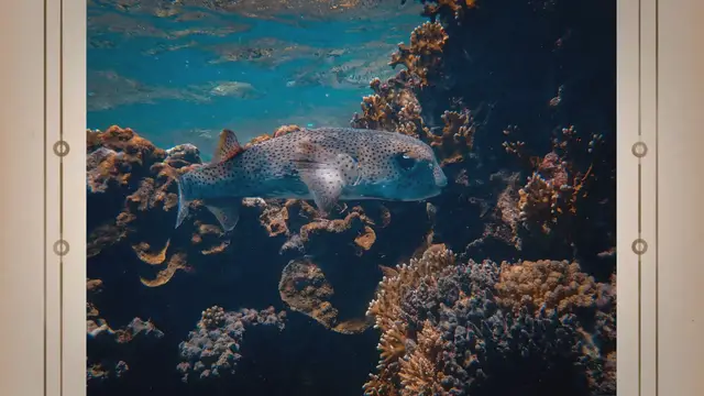 'Video thumbnail for Top 10 Most Aggressive Freshwater Fishes to Keep As a Pet'