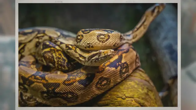 Video thumbnail for Do Ball Pythons Eat Frogs? Unveiling the Truth About Their Diet