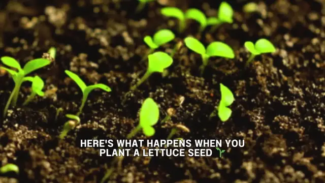 Video thumbnail for How long does it take lettuce seed to germinate 🤔