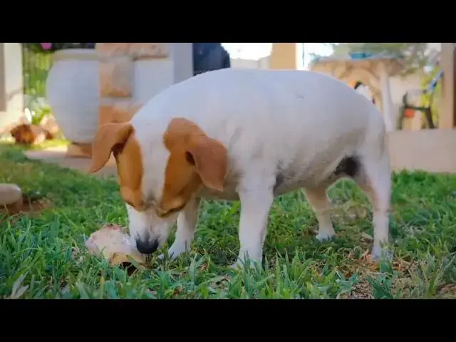 Video thumbnail for Animals , Wild Wonders Exploring the Animal Kingdom