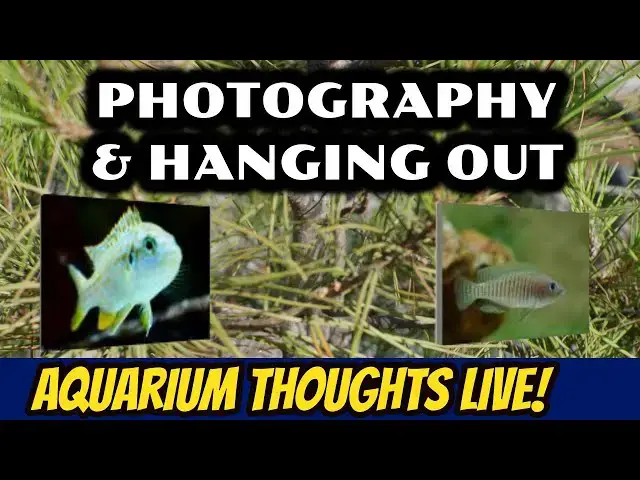 Video thumbnail for Photography and Hanging Out - Aquarium Thoughts LIVE! #2015