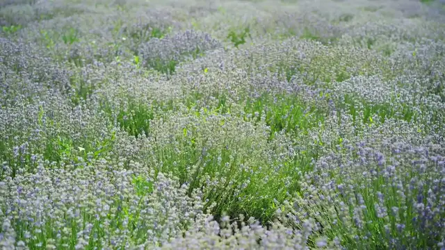 Video thumbnail for How to Care for Lavender Plants