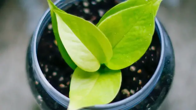 Video thumbnail for How to Care for Pothos Plant