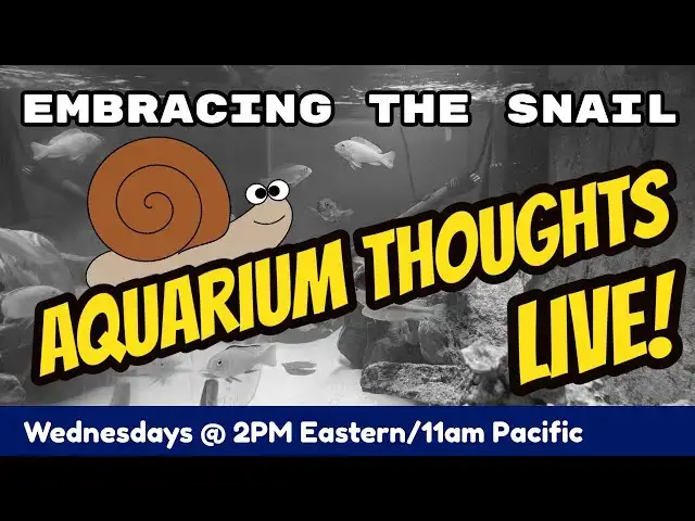 Video thumbnail for Embracing the Snail Life - Aquarium Thoughts LIVE! #2007