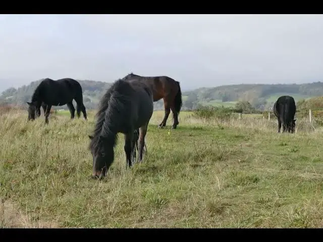 Video thumbnail for Horses Eating Grass