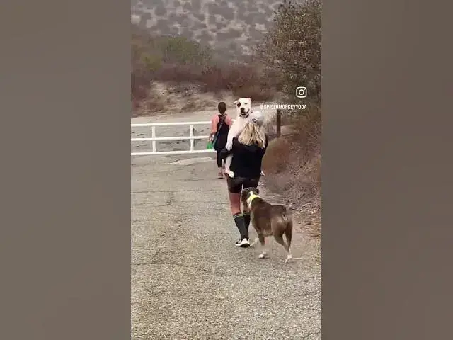 Video thumbnail for #funnyshort #dogs #firstworldproblems #bestshorts