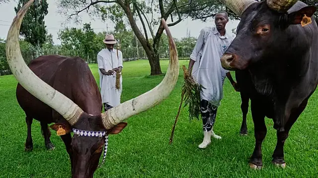Video thumbnail for Rwanda's royal cattle pampered with poetry and music