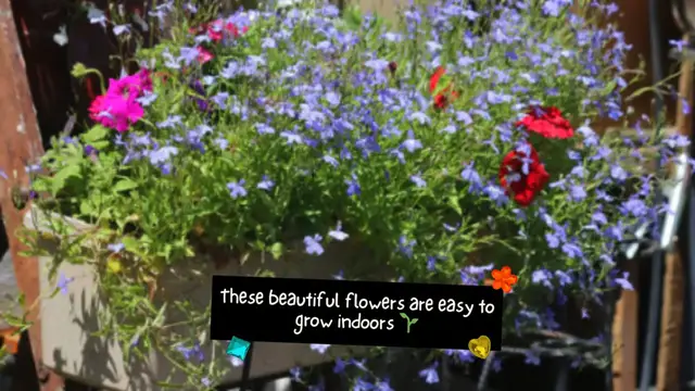 Video thumbnail for How to grow blue lobelia flowers indoors 💙