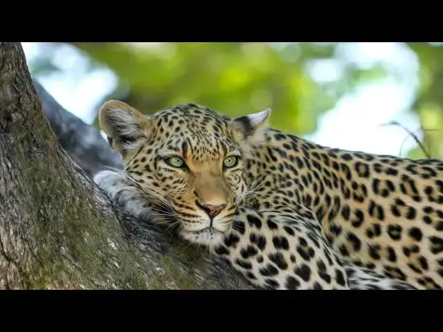 Video thumbnail for Warframe Gauss