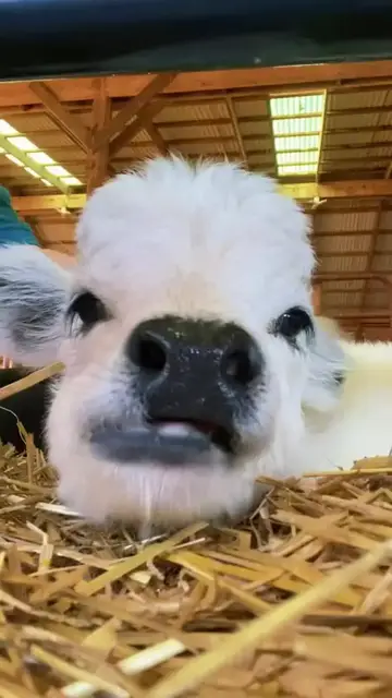 Video thumbnail for Fluffy Baby Cow Relaxing and Chewing Straw in the Barn