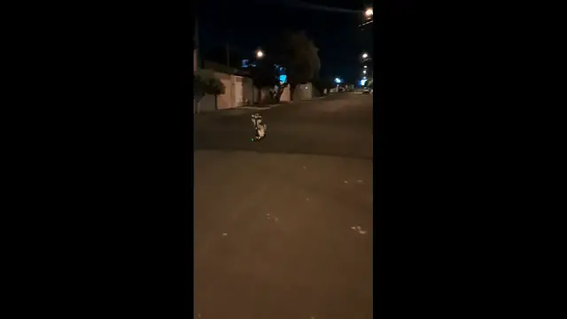 Video thumbnail for Shih Tzu’s Amazing Scooter Ride in Brazil