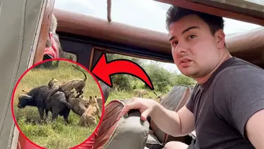 'Video thumbnail for Lions Attack Massive Buffalo Right Next to My Car'
