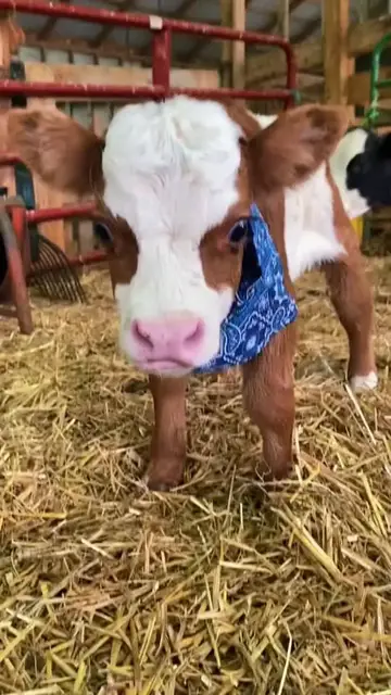 Video thumbnail for Tiny Calf Exploring the Barn in a Blue Bandana