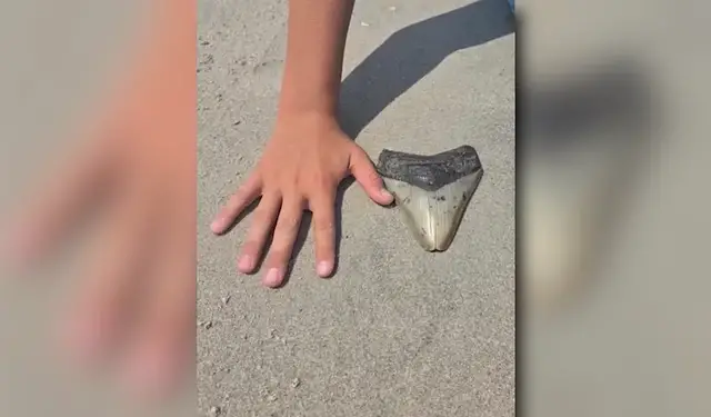 Video thumbnail for Family finds massive fossilized megalodon tooth in Sea Isle City