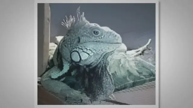 Video thumbnail for Blue Iguanas as Pets: A Comprehensive Guide