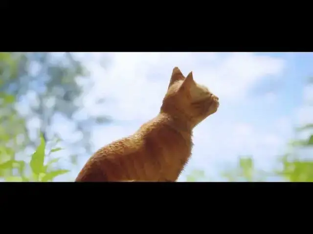 'Video thumbnail for Stray P3'