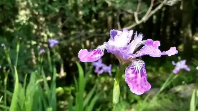 Video thumbnail for A Month in Jibhi, Himachal Pradesh #maproute