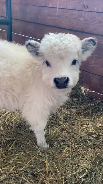 Video thumbnail for Fluffy Mini Cow Calf Enjoying Cozy Barn Scratches
