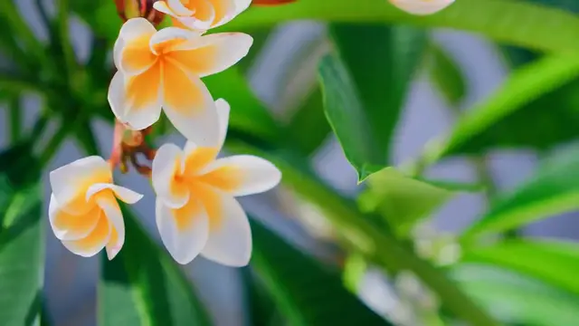 Video thumbnail for Citronella Plant Indoors