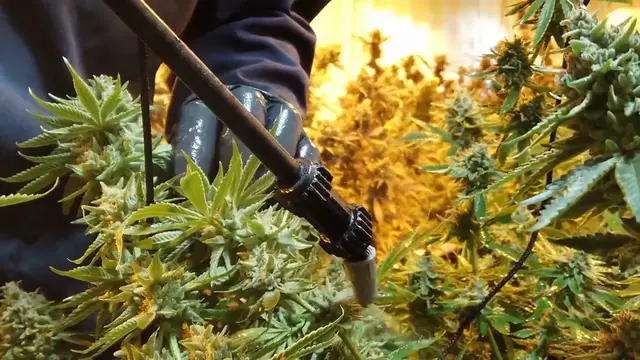 Video thumbnail for How To Grow Citronella