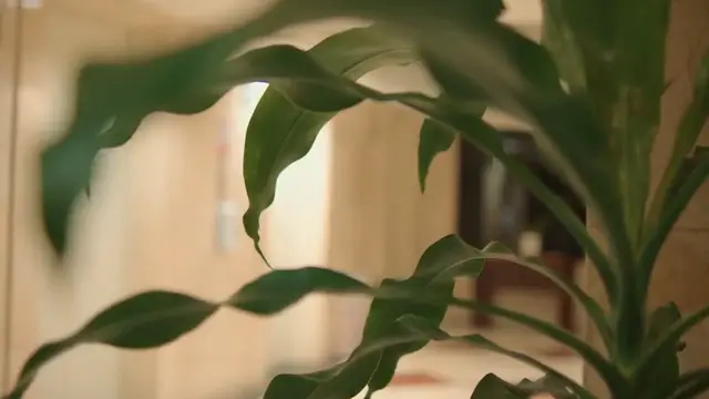Video thumbnail for Growing Houseplants in Low Light