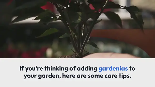 Video thumbnail for Gardenias Flower | There are over 200 species of gardenias,